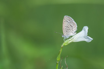 butterfly on a leaf