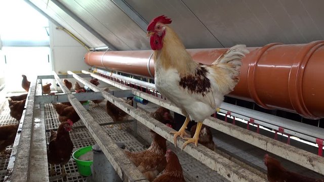 Eier von freilaufenden Hühnern, nervöser Hahn in einem mobilen Hühnerstall