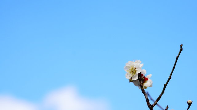 万博記念公園 Images Browse 1 115 Stock Photos Vectors And Video Adobe Stock