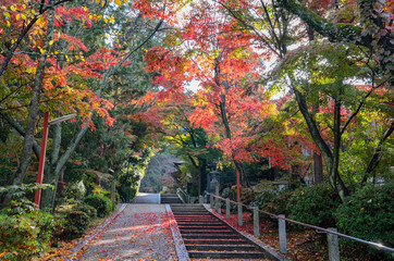Fototapeta na wymiar 京都　粟田神社の紅葉