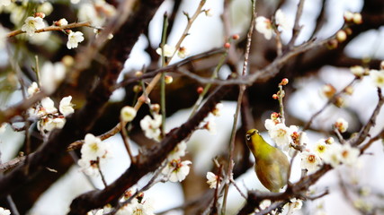 メジロと梅の木