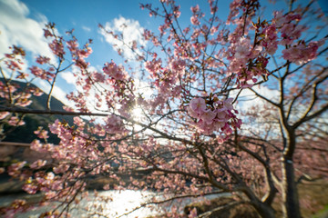 Kawazu sakura (Cherry blossom) festival, KAwazu Town, Shizuoka, Japan