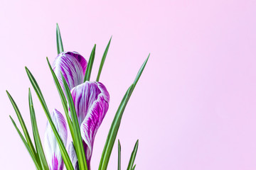 Large crocus Crocus sativus & C. vernus flowers with purple streaks on a pink background for postcards, greetings for Mother's Day, Valentine's Day