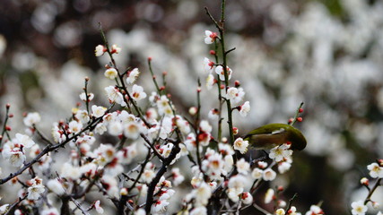 メジロと梅の木