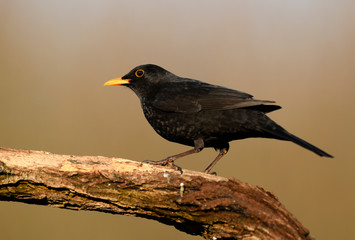 Blackbird (Turdus merula) close up