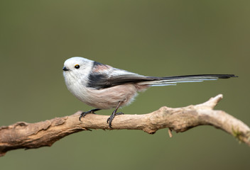 Naklejka premium Long tailed tit (Aegithalos caudatus)