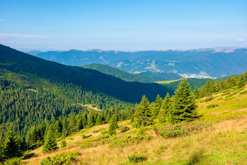 mountain scenery in the morning. coniferous trees on forested hillside with grassy slopes. sunny weather with cloudless sky. svydovets ridge in the distance