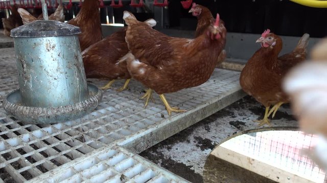 Landwirtschaft - Eier von freilaufenden Hühnern, Einblick in einen mobilen Hühnerstall