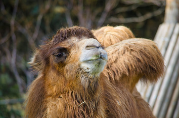 Fototapeta premium Camel