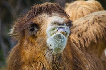 Camel