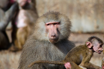 Yellow baboon in zoo.