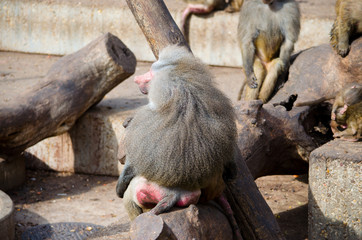 Yellow baboon in zoo.