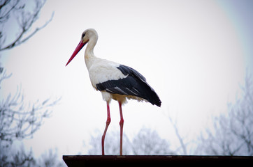 The white stork (Ciconia ciconia) in Madrid, Spain.