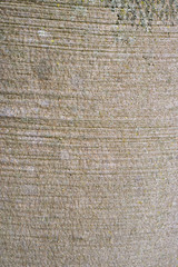 tronc d'arbre, gros plan sur l'écorce. tree trunk, close-up on bark