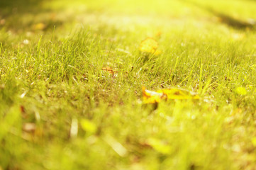 green grass blurred background