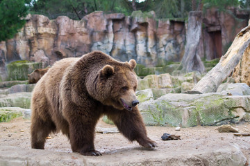 Fototapeta premium Brown bear