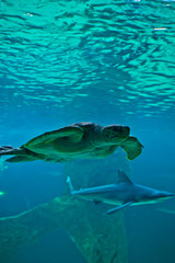 Sea Turtle at the Aquarium of Madrid, Spain