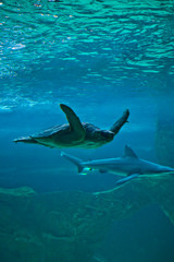 Fototapeta premium Sea Turtle at the Aquarium of Madrid, Spain