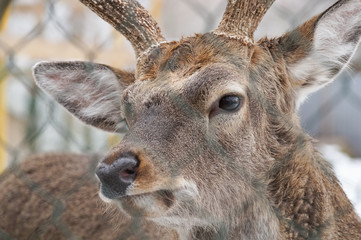 deer in winter at the zoo