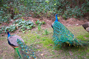 Obraz premium Beautiful peacock