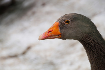 duck head in winter