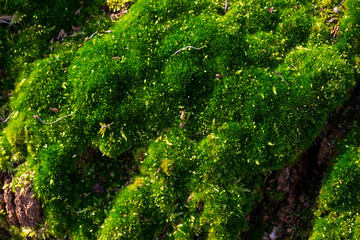 mousse verte en forêt. green moss in forest.