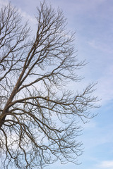 Fototapeta na wymiar chène sur ciel bleu. oak tree on blue sky.