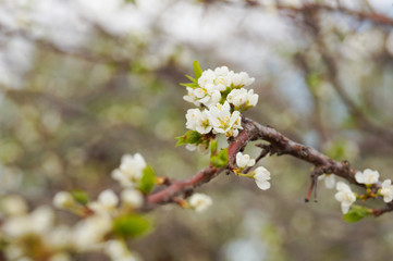 flowering plum tree
