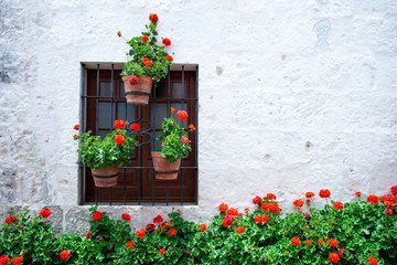 Fototapeta na wymiar Many of blooming red geraniums near the wall of the house and around the window, a wall of light color, pots with red flowers on the window.