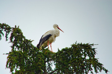 The white stork (Ciconia ciconia) in Madrid, Spain.