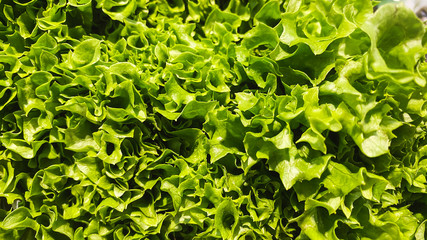 lettuce salad, organic vegan and vegetarian nutrition.