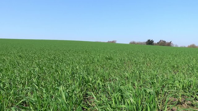 Getreideanbau - 180 Grad Kamerafahrt über ein Getreidefeld