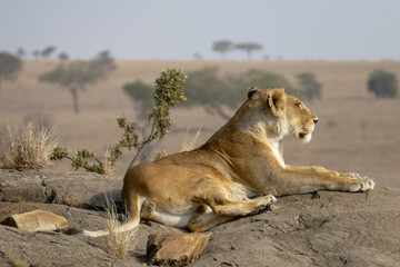 A lioness walks in the savannah and rests, Serengeti, Tanzania