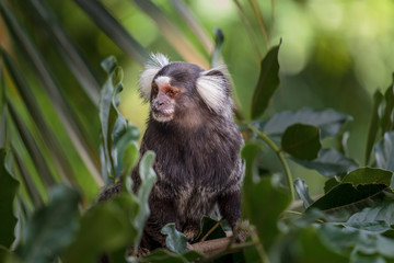Sagui Monkey