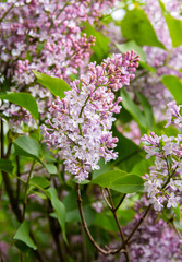 Lilac (Syringa vulgaris) blooming, Moscow, Russia