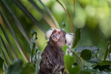 Sagui monkey