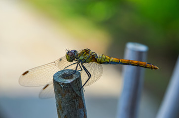 dragonfly