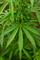Naklejka na ściany i meble Cannabis Sativa Hybrid leaf