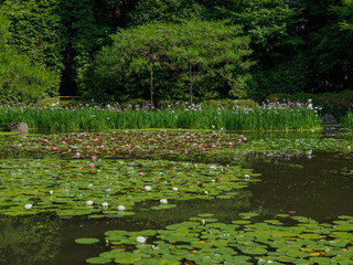 花菖蒲 とスイレンの庭園