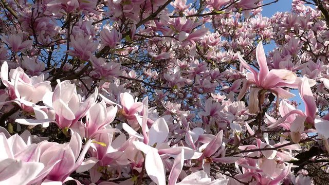 Magnolienbaum - Blütenmeer