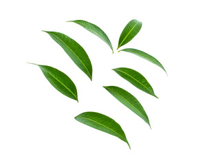 Fresh green mango leaves isolate on a white background.