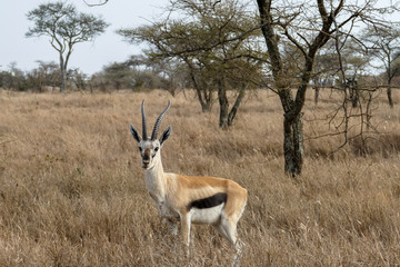a worried springbock monitors the environment in the savannah in Tanzania