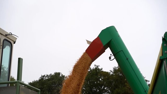 Ackerbau - Ernte, ein Mähdrescher läßt  Getreide aus dem vollen Korntank über einem Elevator ablaufen