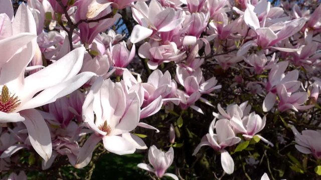 Magnolienblüten kurz vor dem Verwelken