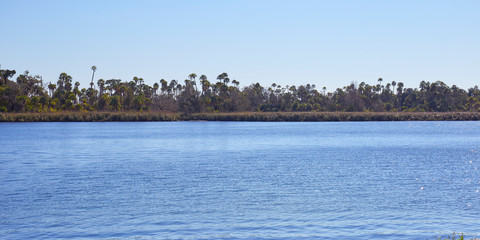 Palm trees adjacent to the Crystal River in Crystal River, Florida