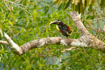 Chestnut-eared aracari, or chestnut-eared araçari (Pteroglossus castanotis), is a bird native to central and south-eastern South America. 