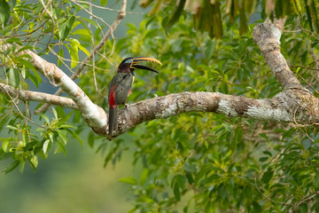 Chestnut-eared aracari, or chestnut-eared araçari (Pteroglossus castanotis), is a bird native to central and south-eastern South America. 