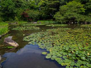睡蓮の咲く庭園の池