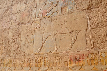 Fototapeta na wymiar Hathor goddess, represented in the form of a cow. The Mortuary Temple of Hatshepesut, also known as the Djeser-Djeseru, is a mortuary temple of Ancient Egypt located in Upper Egypt. 