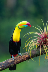 Ramphastos sulfuratus, Tukan mit Kielschnabel Der Vogel thront auf dem Ast in der natürlichen Umgebung der schönen Tierwelt Costa Ricas